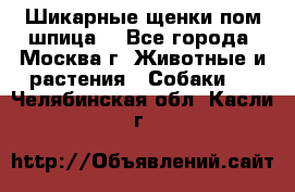 Шикарные щенки пом шпица  - Все города, Москва г. Животные и растения » Собаки   . Челябинская обл.,Касли г.